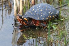 Spotted turtle by reeds.jpg