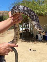 Ozzy Indigo.jpg