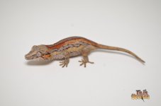 RED12ORANGE STRIPED BABY GARGOYLE GECKO.jpg