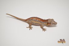 RED11-ORANGE STRIPED BABY GARGOYLE GECKO.jpg