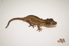 ABERRANT STRIPED GARGOYLE GECKO .jpg
