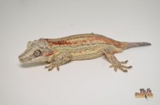 RED-OggRANGE STRIPED GARGOYLE GECKO 2.jpg
