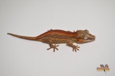 RED STRIPED 12BLOTCHED BABY GARGOYLE GECKO.jpg