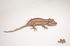 PASTEL STRIPED GARGOYLE GECKO.jpg