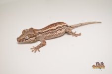 PASTEL STRIPED GARGOYLE GECKO1.jpg
