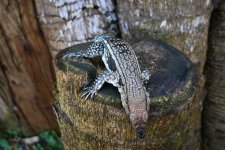 DSC_4901.jpg