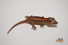 ORANGE STRIPED BABY GARGOYLE GECKO.jpg