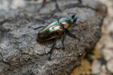 muelleri female 1 (1 of 1).jpg