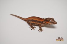 RED STRIPED BABY GARGOYLE GECKO (DEADPOOL OFFSPRING).jpg