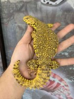 Yellow-Uromastyx_1024x1024.jpg