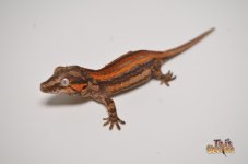 RED STRIPED BABY GARGOYLE GECKO (DEADPOOL OFFSPRING) 1.jpg
