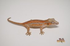 ORANGE SIX STRIPED BABY GARGOYLE GECKO.jpg