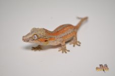 ORANGE SIX STRIPED BABY GARGOYLE GECKO1.jpg