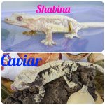 Caviar x Shabina 3.JPG