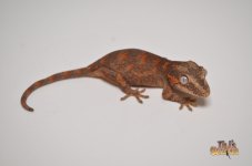 RED BLOTCH RETICULATED BABY GARGOYLE GECKO.jpg