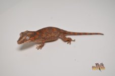 RED BLOTCH RETICULATED BABY GARGOYLE GECKO1.jpg