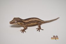 BLACK AND WHITE STRIPED GARGOYLE GECKO1.jpg