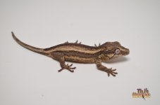 BLACK AND WHITE STRIPED GARGOYLE GECKO.jpg