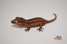 RED STRIPED BLOTCHED BABY GARGOYLE GECKO1.jpg