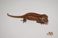 RED STRIPED BLOTCHED BABY GARGOYLE GECKO.jpg