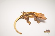 QUADSTRIPE CRESTED GECKO1.jpg