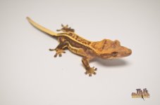 QUADSTRIPE CRESTED GECKO.jpg