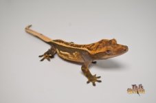DARK QUADSTRIPE CRESTED GECKO.jpg
