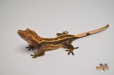 DARK QUADSTRIPE CRESTED GECKO1.jpg
