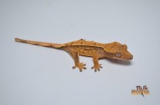TANGERINE EXTREME HARLEQUIN PINSTRIPE CRESTED GECKO.jpg