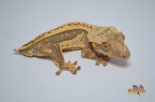 WHITEWALL QUADSTRIPE CRESTED GECKO (HOLDBACK).jpg