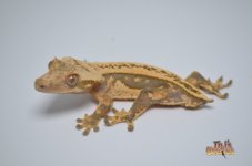 WHITEWALL QUADSTRIPE CRESTED GECKO (HOLDBACK)1.jpg