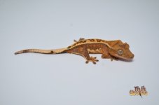 TIGER HARLEQUIN WHITEOUT PINSTRIPE DALMATIAN CRESTED GECKO.jpg