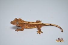 TIGER HARLEQUIN WHITEOUT PINSTRIPE DALMATIAN CRESTED GECKO1.jpg