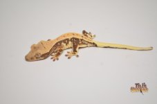HARLEQUIN LILLY WHITE CRESTED GECKO1.jpg
