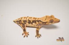 HARLEQUIN LILLY WHITE CRESTED GECKO3.jpg