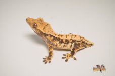 HARLEQUIN LILLY WHITE CRESTED GECKO4.jpg