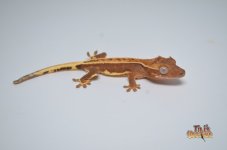 BROWN RED PINSTRIPE LILLY WHITE CRESTED GECKO.jpg