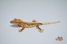 YELLOW PINSTRIPE LILLY WHITE CRESTED GECKO.jpg