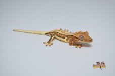 YELLOW PINSTRIPE LILLY WHITE CRESTED GECKO1.jpg