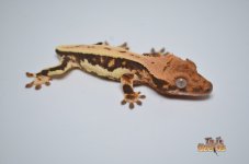 HARLEQUIN PINSTRIPE LILLY WHITE CRESTED GECKO.jpg