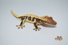 HARLEQUIN LILLY WHITE CRESTED GECKO.jpg