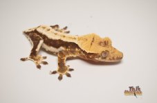 PINSTRIPE LILLY WHITE CRESTED GECKO .jpg