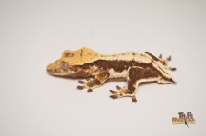 PINSTRIPE LILLY WHITE CRESTED GECKO 1.jpg
