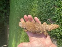 yellow geyri 1.jpg