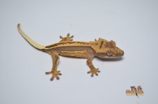 DARK AND CREAM QUADSTRIPE CRESTED GECKO (PERFECT).jpg
