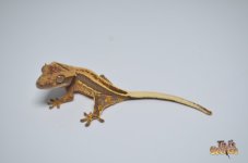 DARK AND CREAM QUADSTRIPE CRESTED GECKO (PERFECT)1.jpg