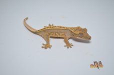 WHITEOUT LAVANDER PINSTRIPE CRESTED GECKO.jpg