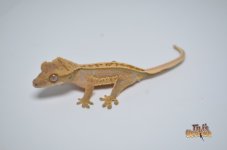 WHITEOUT LAVANDER PINSTRIPE CRESTED GECKO1.jpg