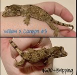 willowXcanyon3.jpg