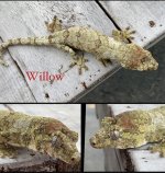 Willow.jpg